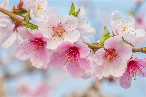 桃花很旺